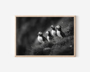 Puffins on Cliff Black & White Wildlife Wall Art