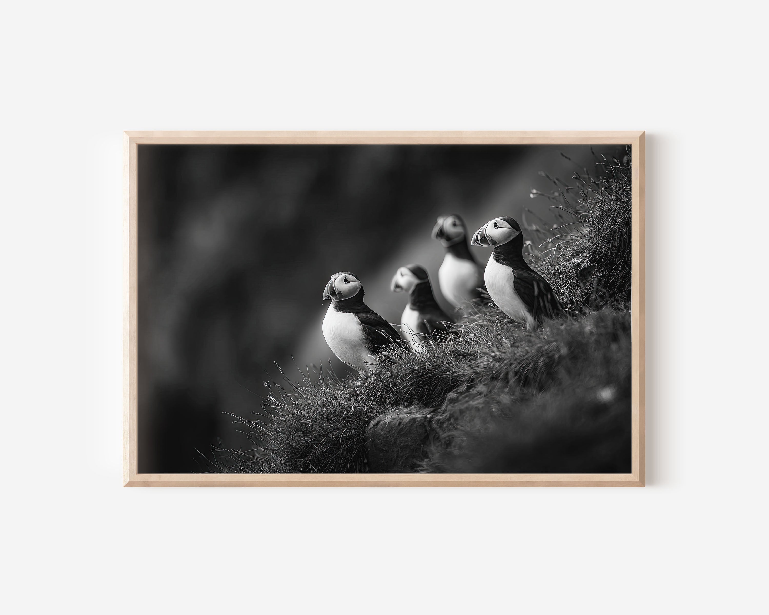 Puffins on Cliff Black & White Wildlife Wall Art