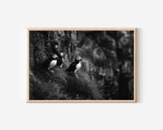 Puffins on Cliffs Black & White Fine Art Print