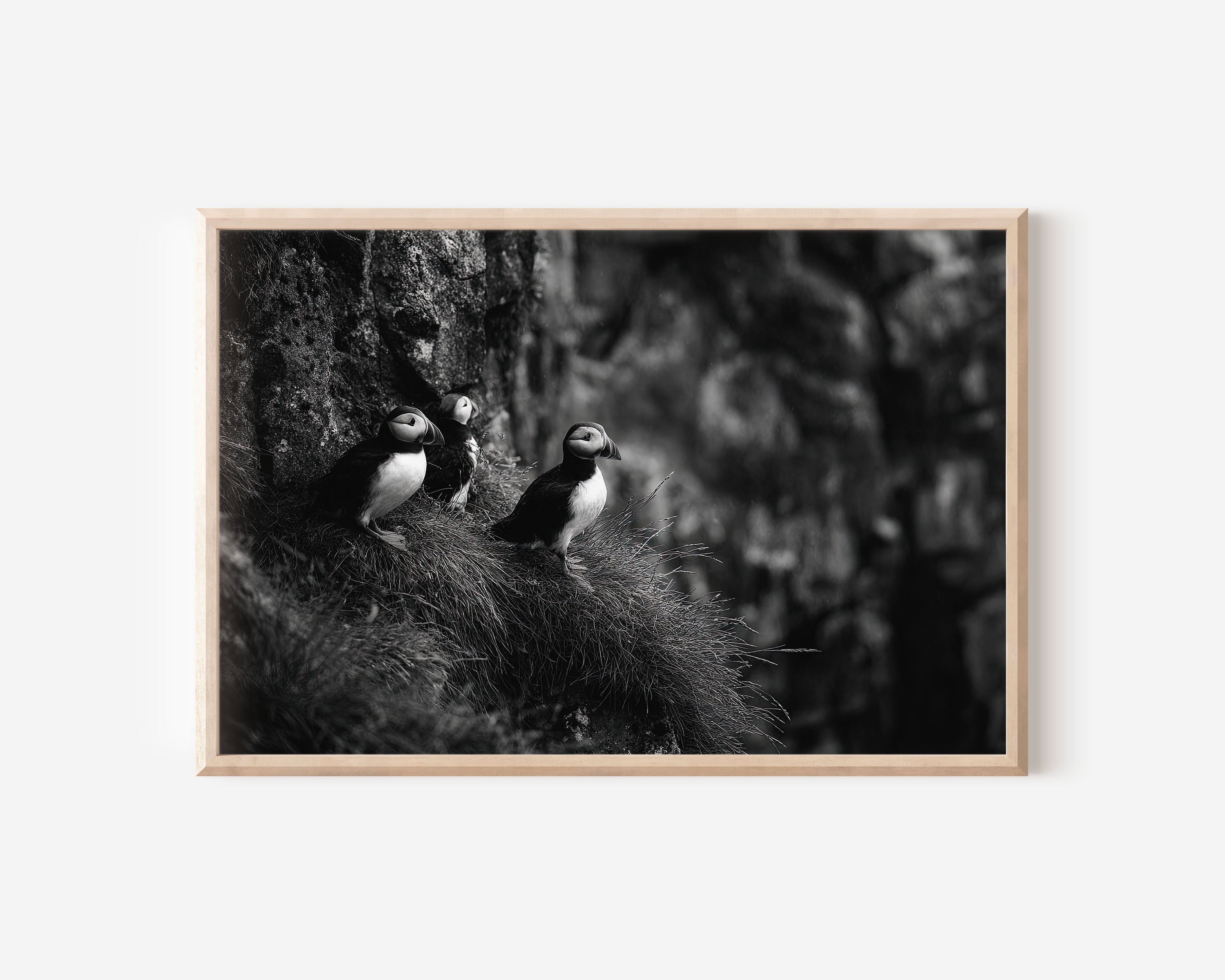 Puffins on Cliffs Black & White Fine Art Print