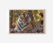 Tiger Wall Art Print – Ranthambore India Wildlife