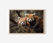 Red Panda Wall Art Print – Forest Wildlife Canvas Decor