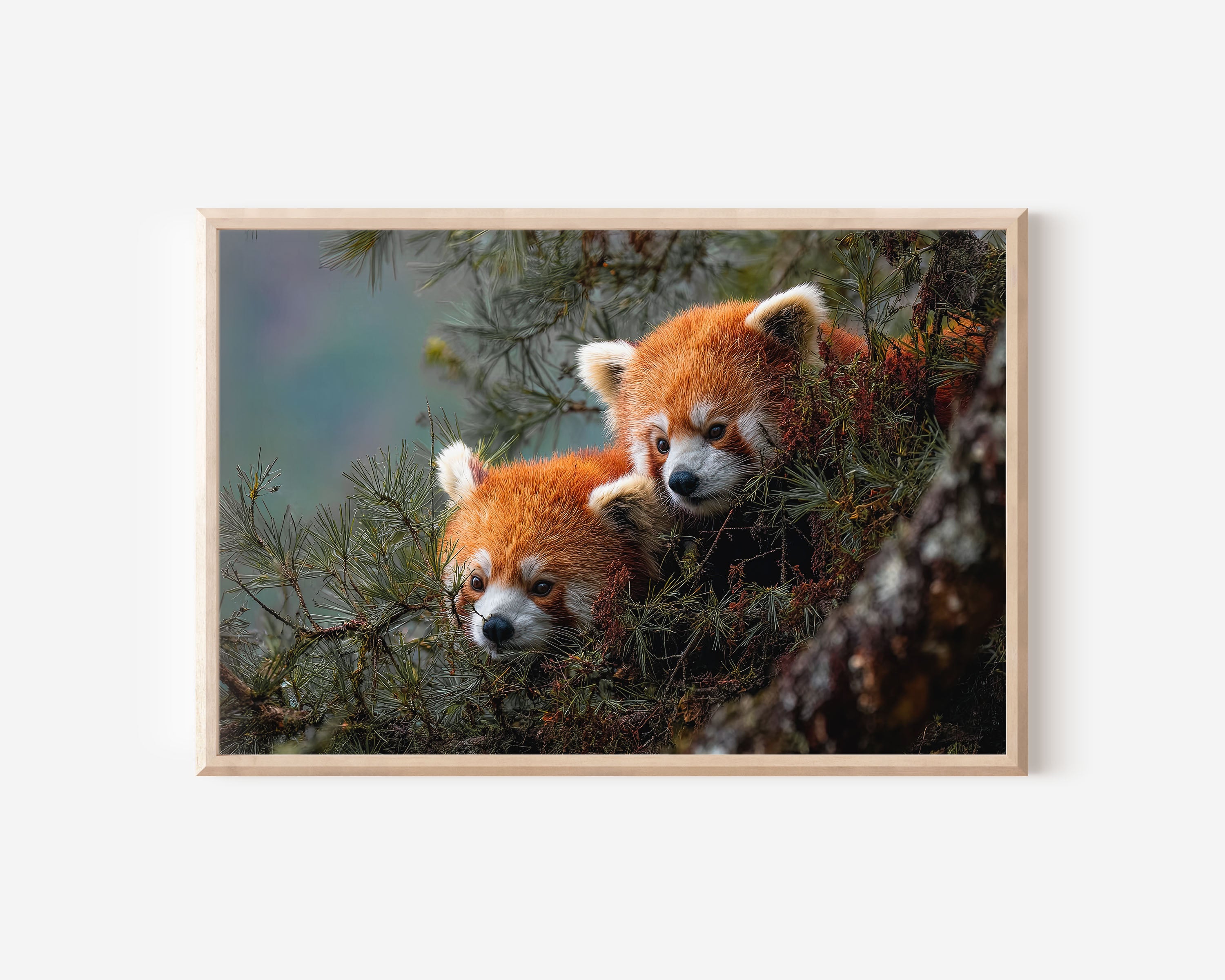 Red Pandas Wall Art Print – Himalayan Wildlife Canvas