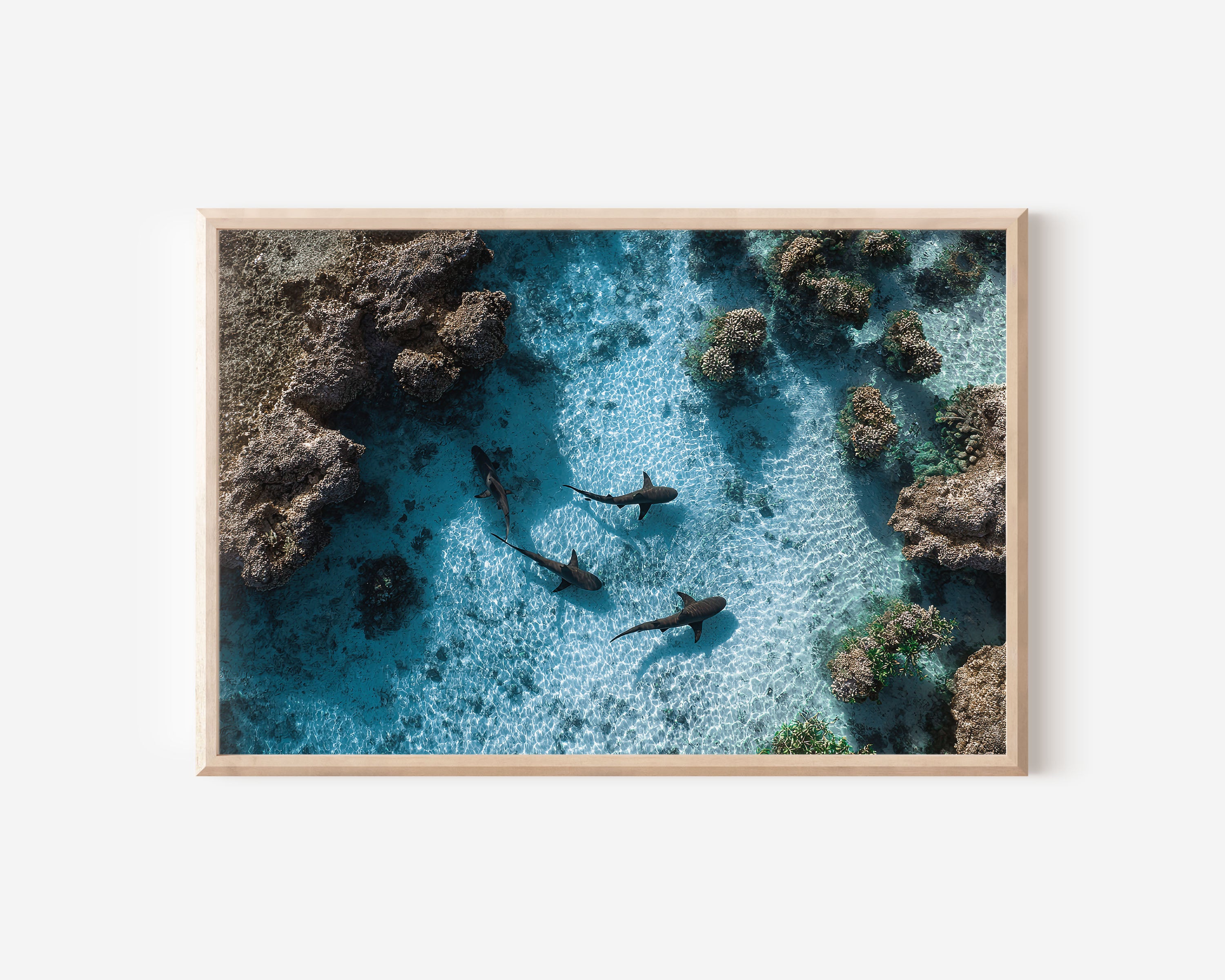 Reef Sharks Wall Art Print – Aerial Coastal Ocean Canvas