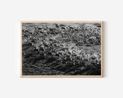 Reindeer Herd Black & White Wildlife Wall Art