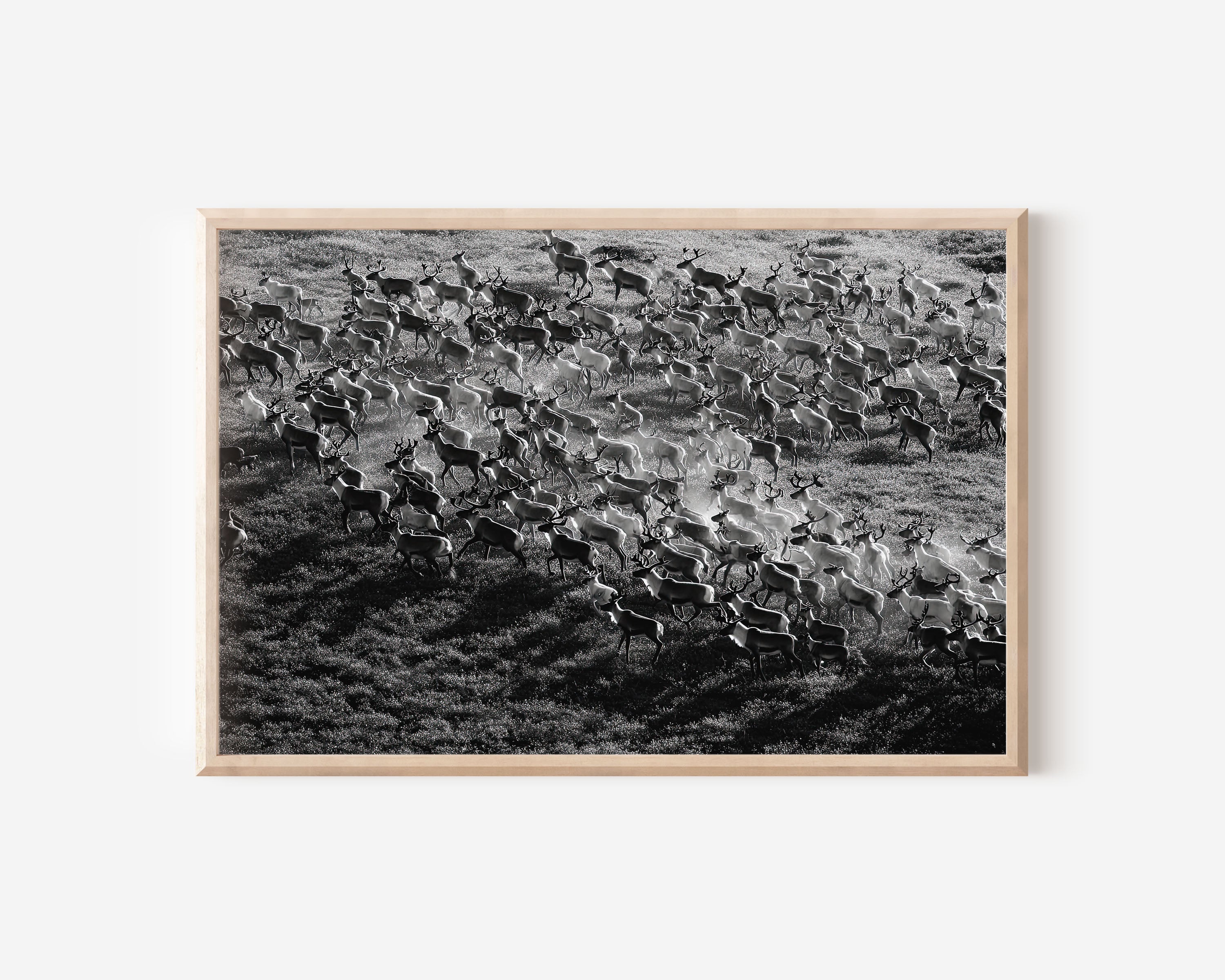 Reindeer Herd Black & White Wildlife Wall Art