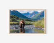 River Monarch – Katmai Brown Bear Wall Art Print
