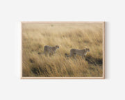 Running Cheetahs Wall Art – African Safari Wildlife Photography Print