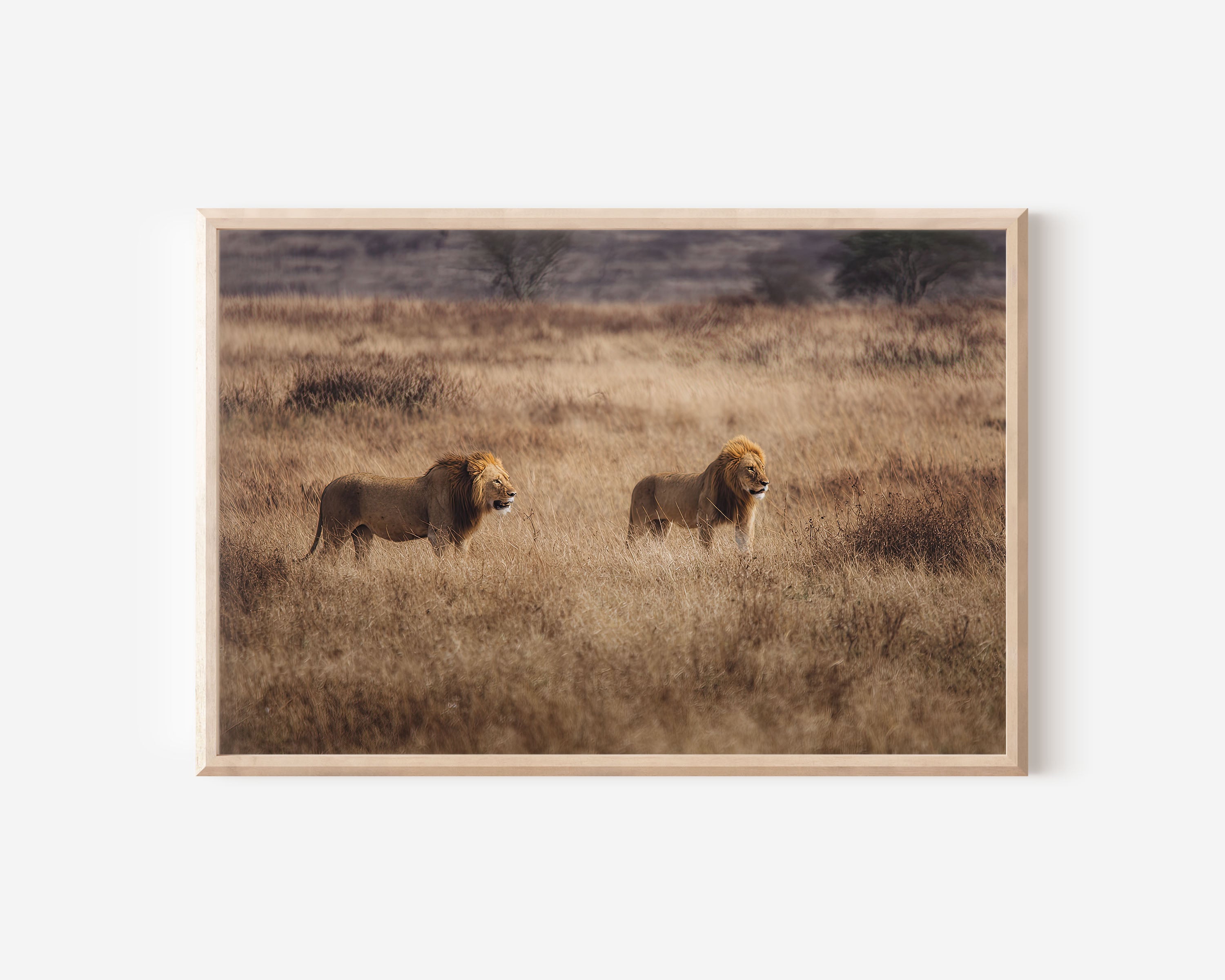 Running Lions Wall Art – African Safari Wildlife Print