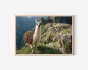Sacred Heights – Llama of Machu Picchu Fine Art Print