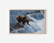 Salmon Run – Alaskan Grizzly in Motion Wall Art Print