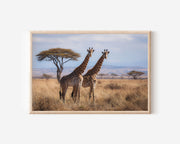 Savannah Elegance – Serengeti Giraffes Wall Art Print