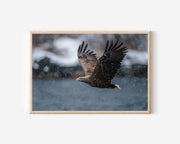 Sea Eagle Wall Art Print – Nordic Coastal Wildlife Canvas