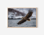 Sea Eagle Wall Art Print – Fine Art Wildlife Photography Canvas