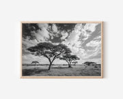 Serengeti Acacia Trees Black & White Wall Art