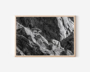 Snow Leopard Pair Black & White Wildlife Wall Art