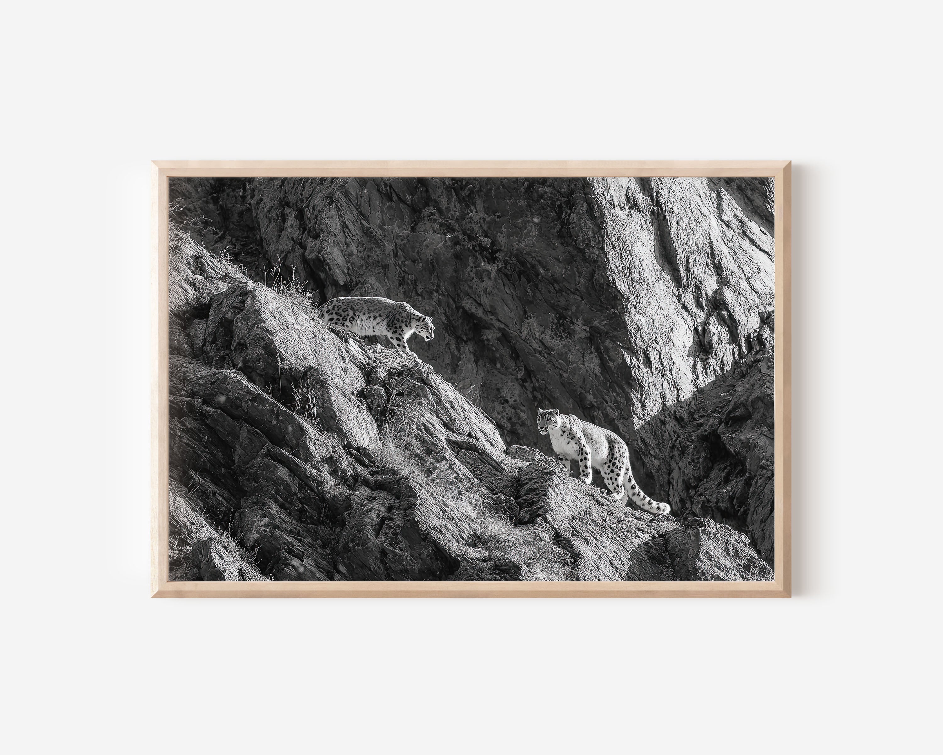 Snow Leopard Pair Black & White Wildlife Wall Art