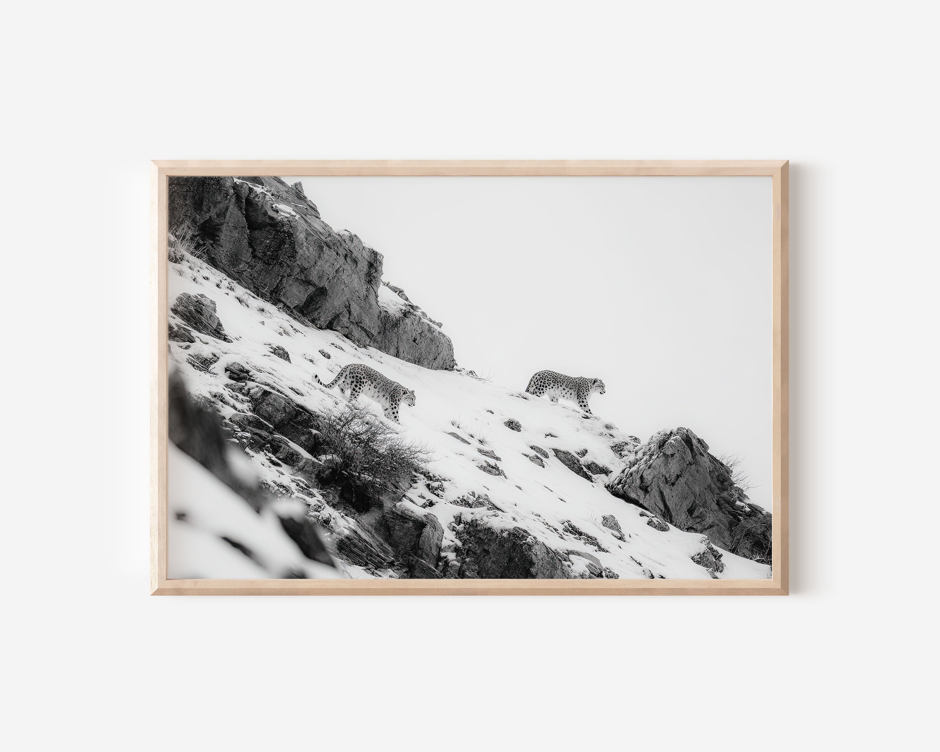 Snow Leopards in Snow Black & White Wall Art