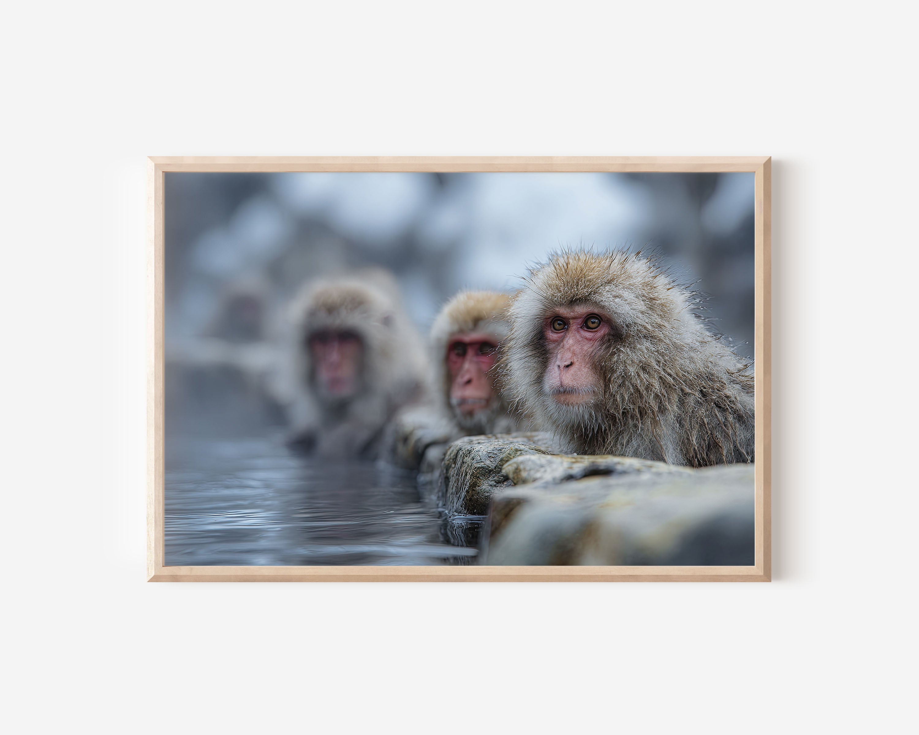 Japan Snow Monkeys Wall Art – Hot Spring Wildlife Photography Print