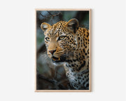 Stealth Leopard Wall Art – Safari Wildlife Canvas Print, Predator Close-Up Decor