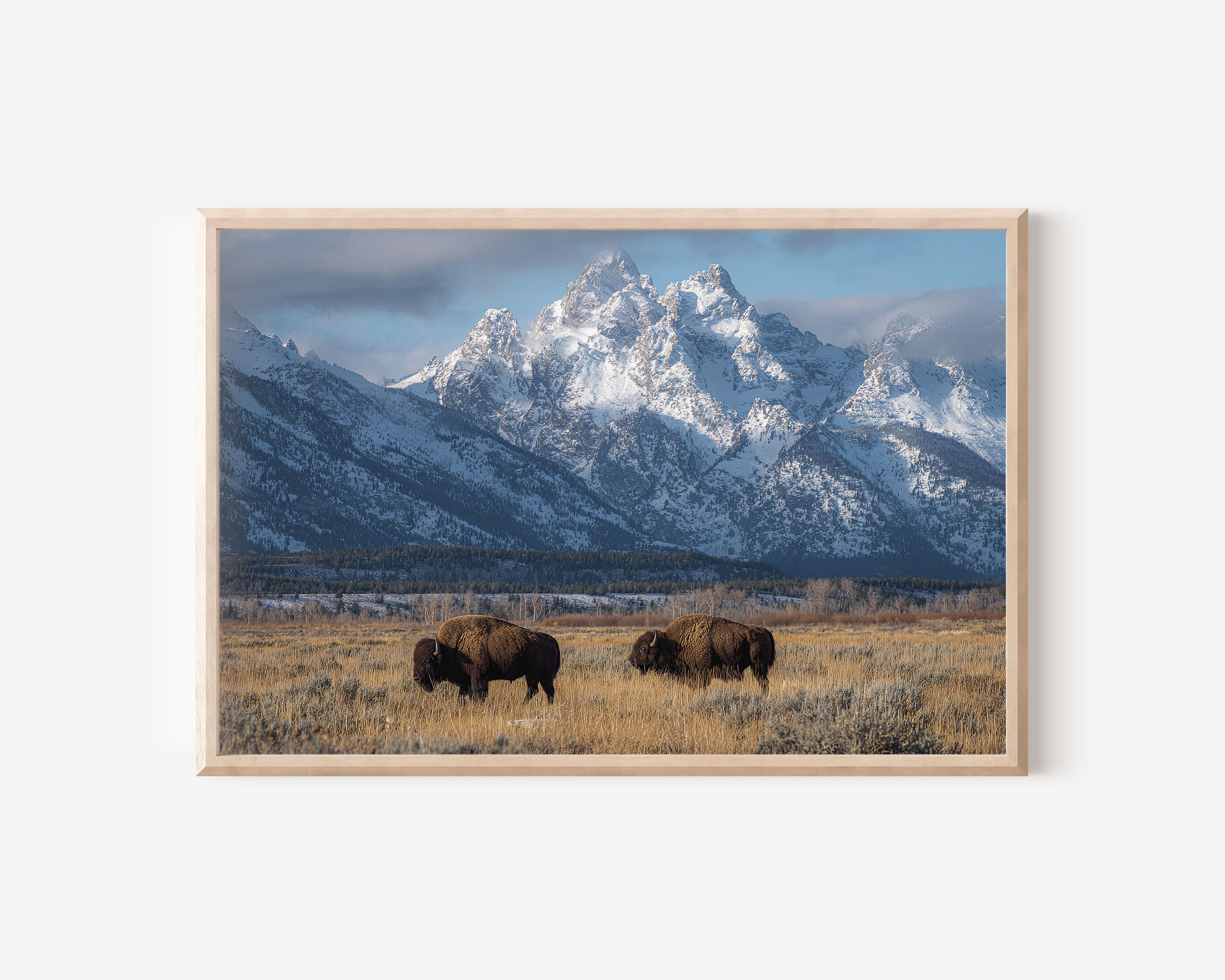 Grand Teton Bison Wall Art | Wyoming Wildlife Landscape Print
