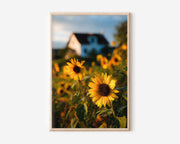 Sunflower Field Farmhouse Print | Sunflower Wall Art | Golden Sunflower Bokeh Landscape Photography Poster