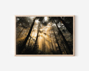Sunlight Forest Rays Wall Art Print – Nature Landscape Photography Canvas