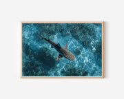 Tiger Shark Wall Art Print – Aerial Ocean Wildlife Canvas