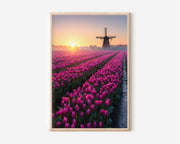 Dutch Tulip Field Windmill Sunrise Print | Netherlands Holland Wall Art | Pink Tulip Field Landscape Photography Poster