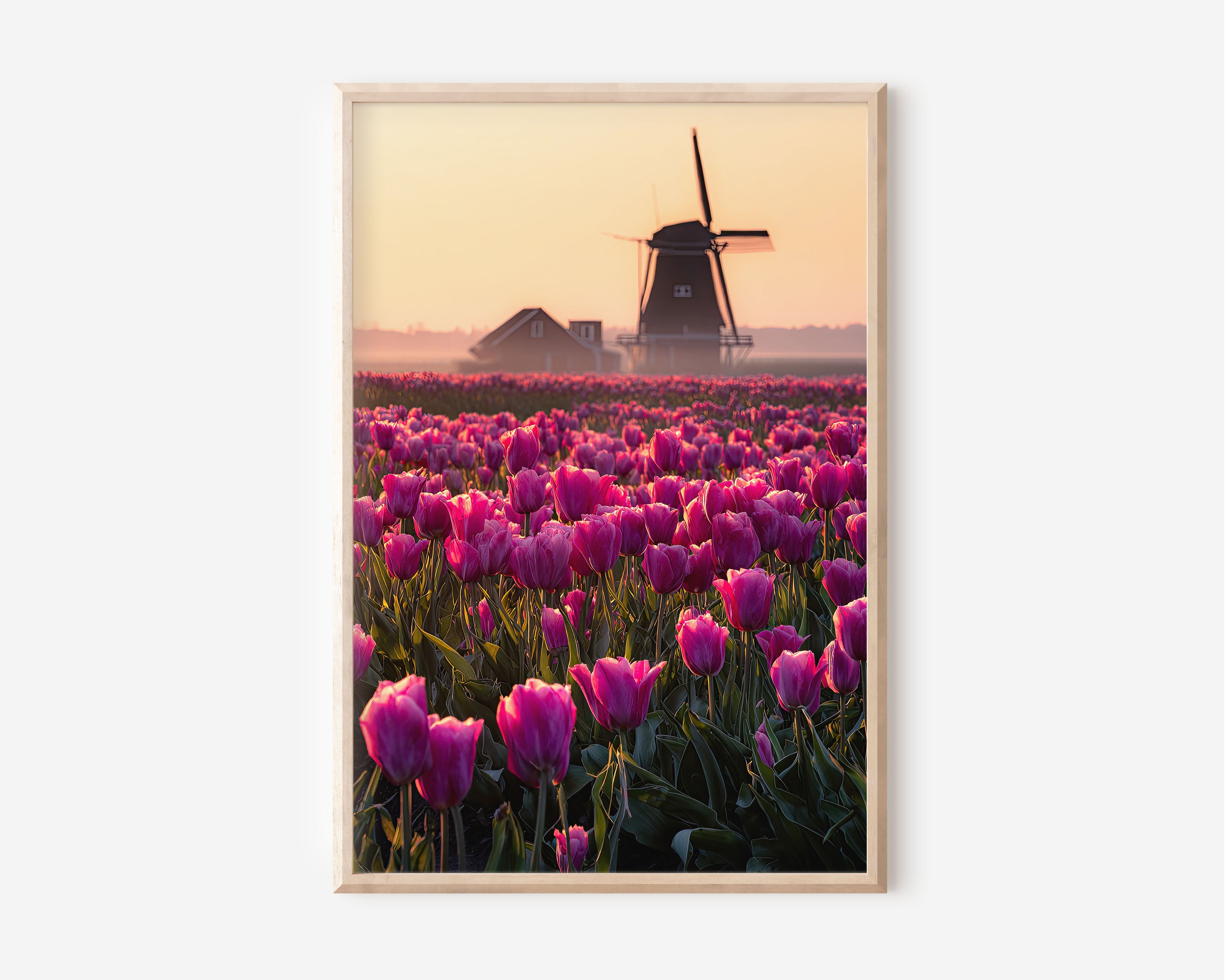 Dutch Tulip Field Windmill Misty Sunrise Print | Netherlands Holland Wall Art | Pink Purple Tulip Field Landscape Photography Poster