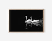 Two Swans on Dark Water | Black & White Fine Art Wildlife Photography Print