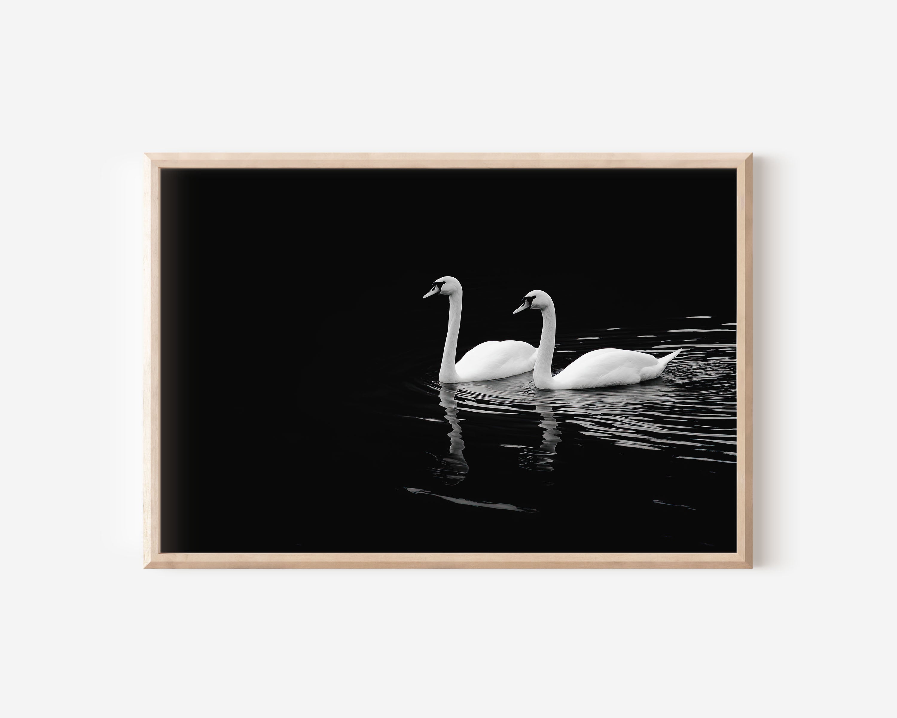 Two Swans on Dark Water | Black & White Fine Art Wildlife Photography Print