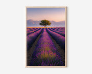 Valensole Lavender Fields France Print | Provence Sunrise Wall Art | French Countryside Photography