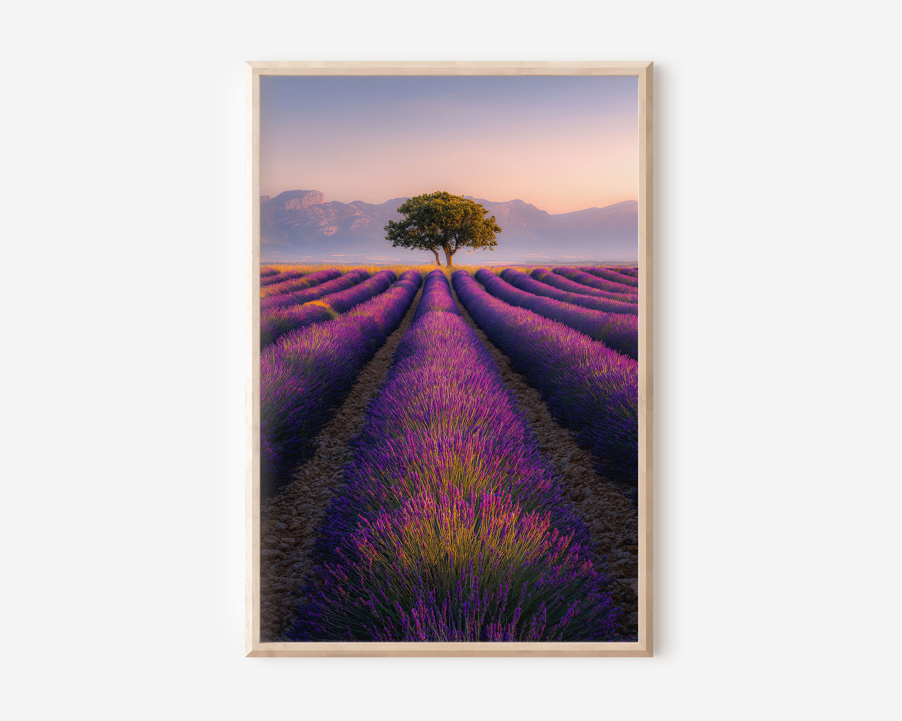 Valensole Lavender Fields France Print | Provence Sunrise Wall Art | French Countryside Photography