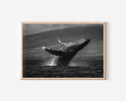 Whale Breach Black and White Wall Art Print – Dramatic Ocean Canvas