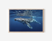 Whale Wall Art Print – Underwater Ocean Photography Canvas