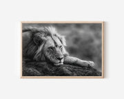 White Lion Black & White Wildlife Wall Art