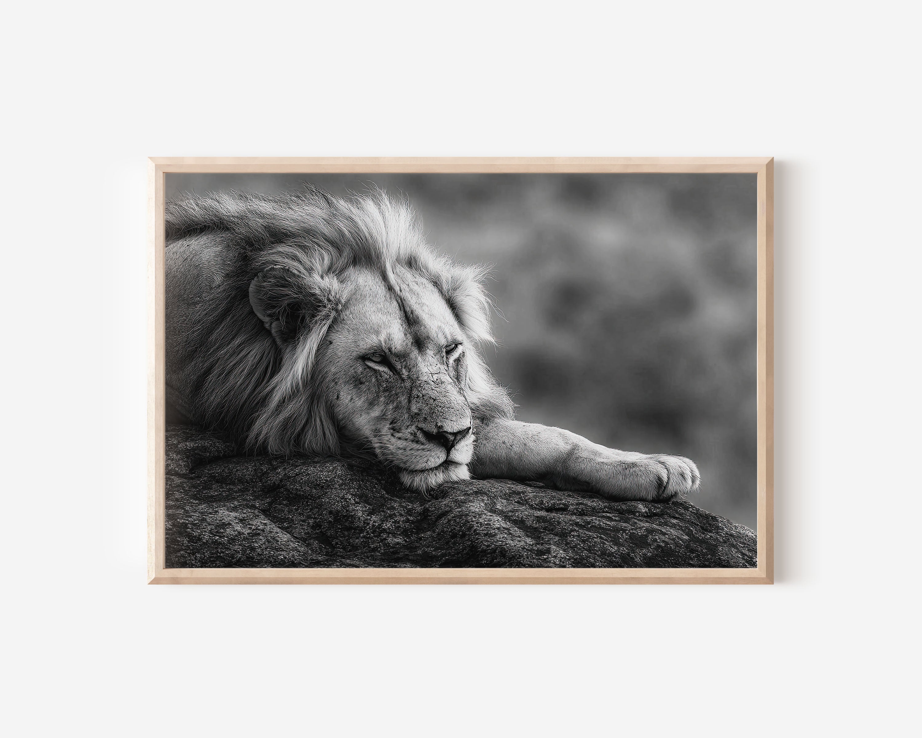 White Lion Black & White Wildlife Wall Art