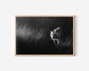 White Tiger Black & White Wildlife Wall Art