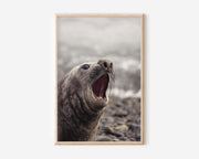 Elephant Seal Wall Art Print – Coastal Wildlife Canvas, Funny Animal Photography Decor