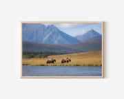 Wilderness Crossing – Alaskan Grizzlies Wall Art Print