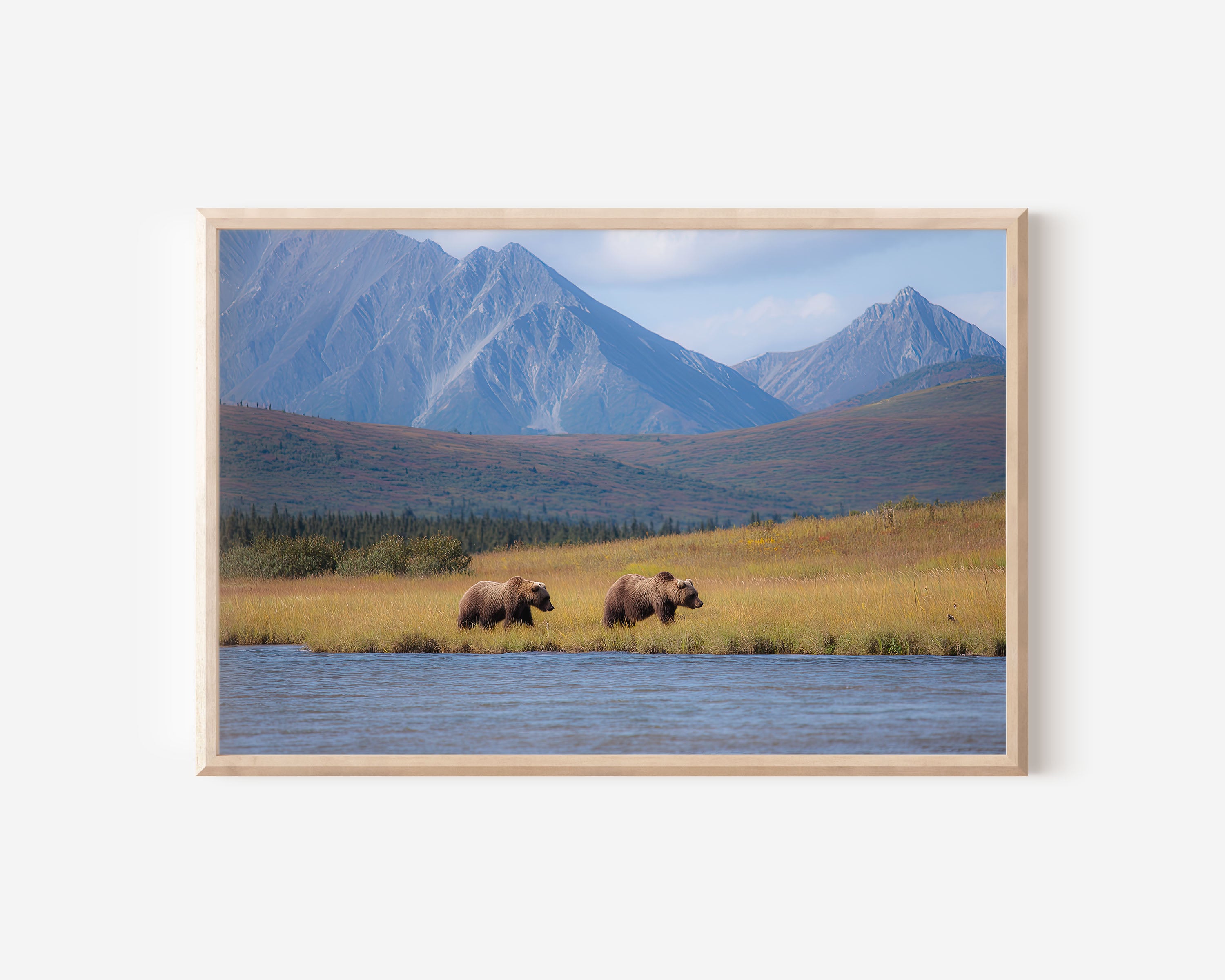 Wilderness Crossing – Alaskan Grizzlies Wall Art Print