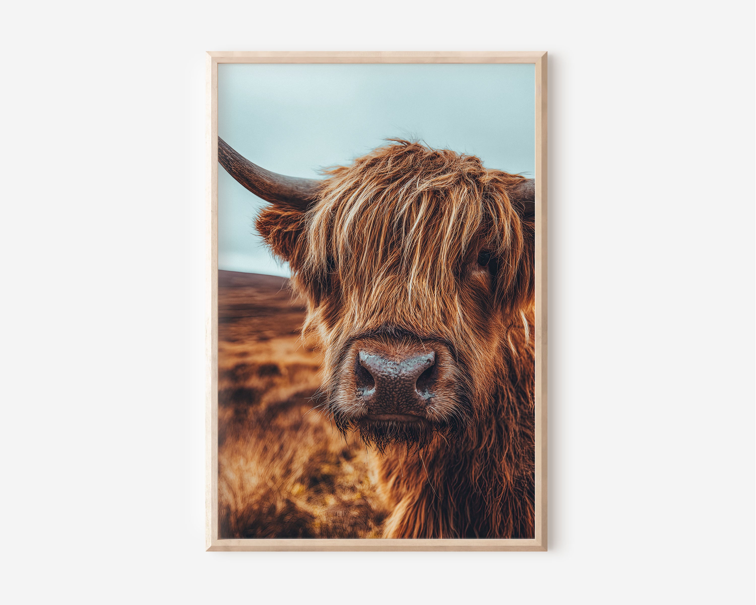 Highland Cow Portrait Wall Art Print | Scottish Highland Cattle Photography | Fluffy Hairy Coo Scotland Poster
