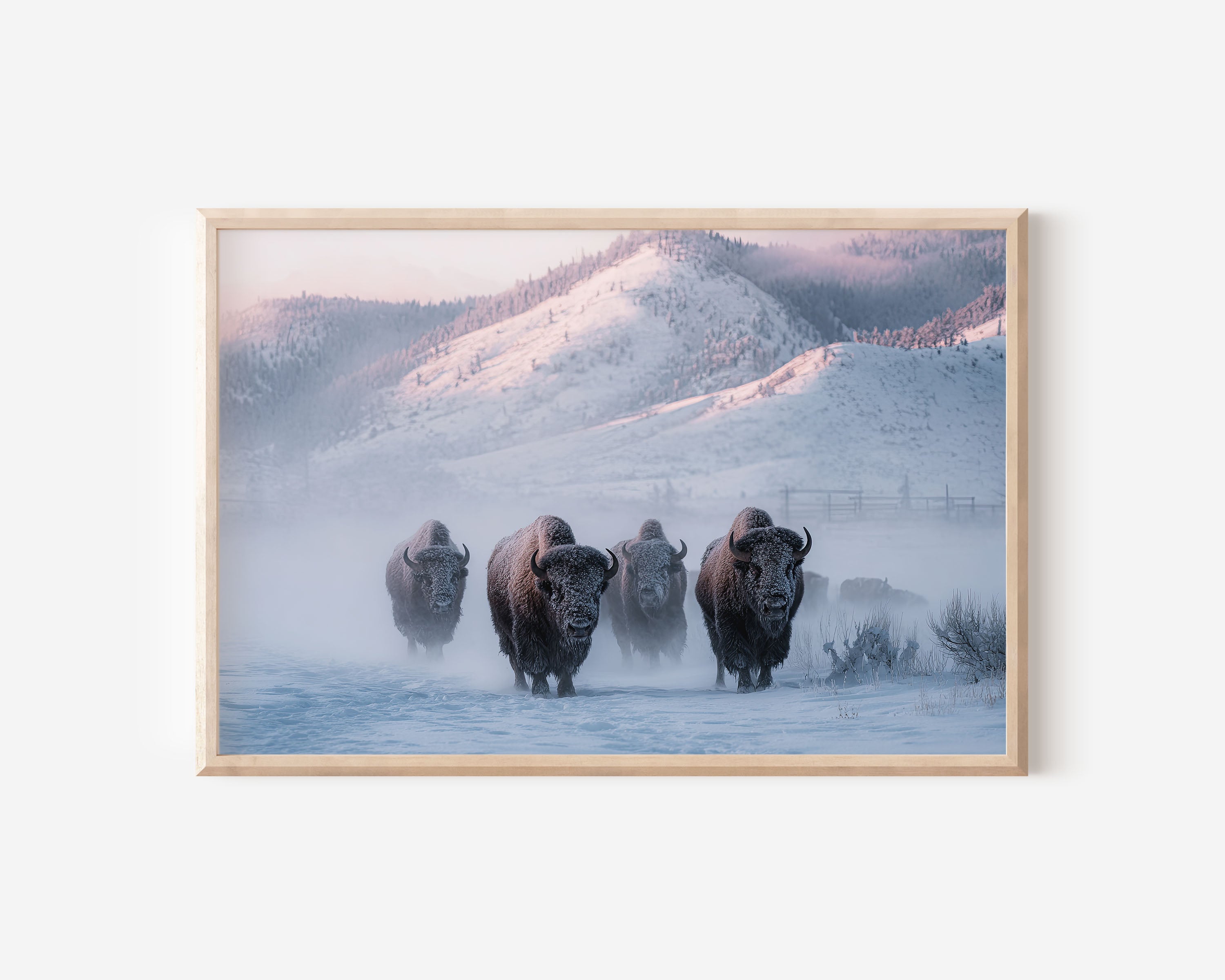 Winter Titans – Yellowstone Bison Wall Art Print