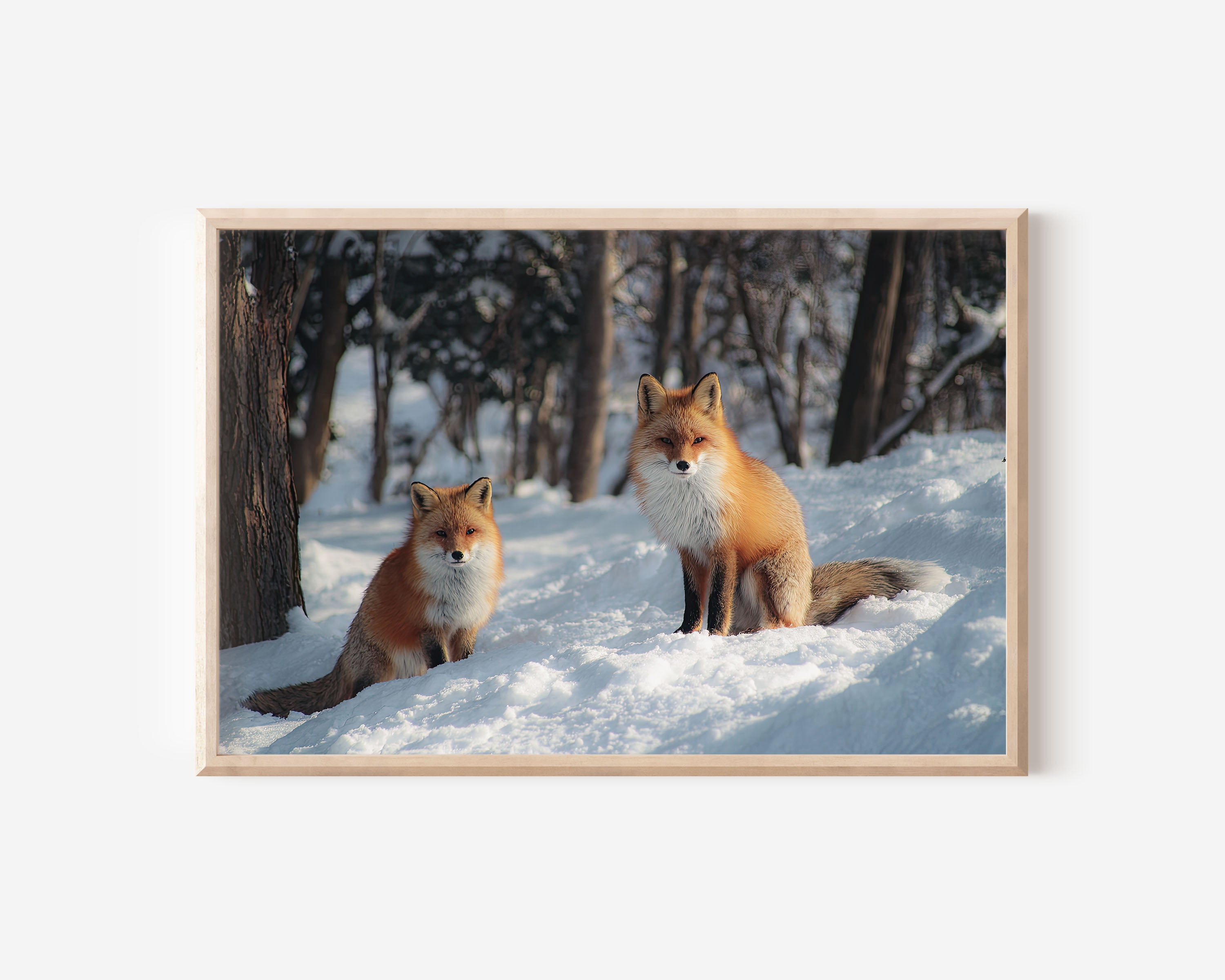 Winter Whispers – Hokkaido Red Foxes Wall Art Print