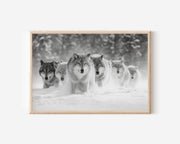Wolf Pack Black and White Wall Art Print – Snow Wildlife Canvas