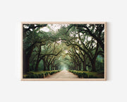 Wormsloe Avenue Savannah Wall Art