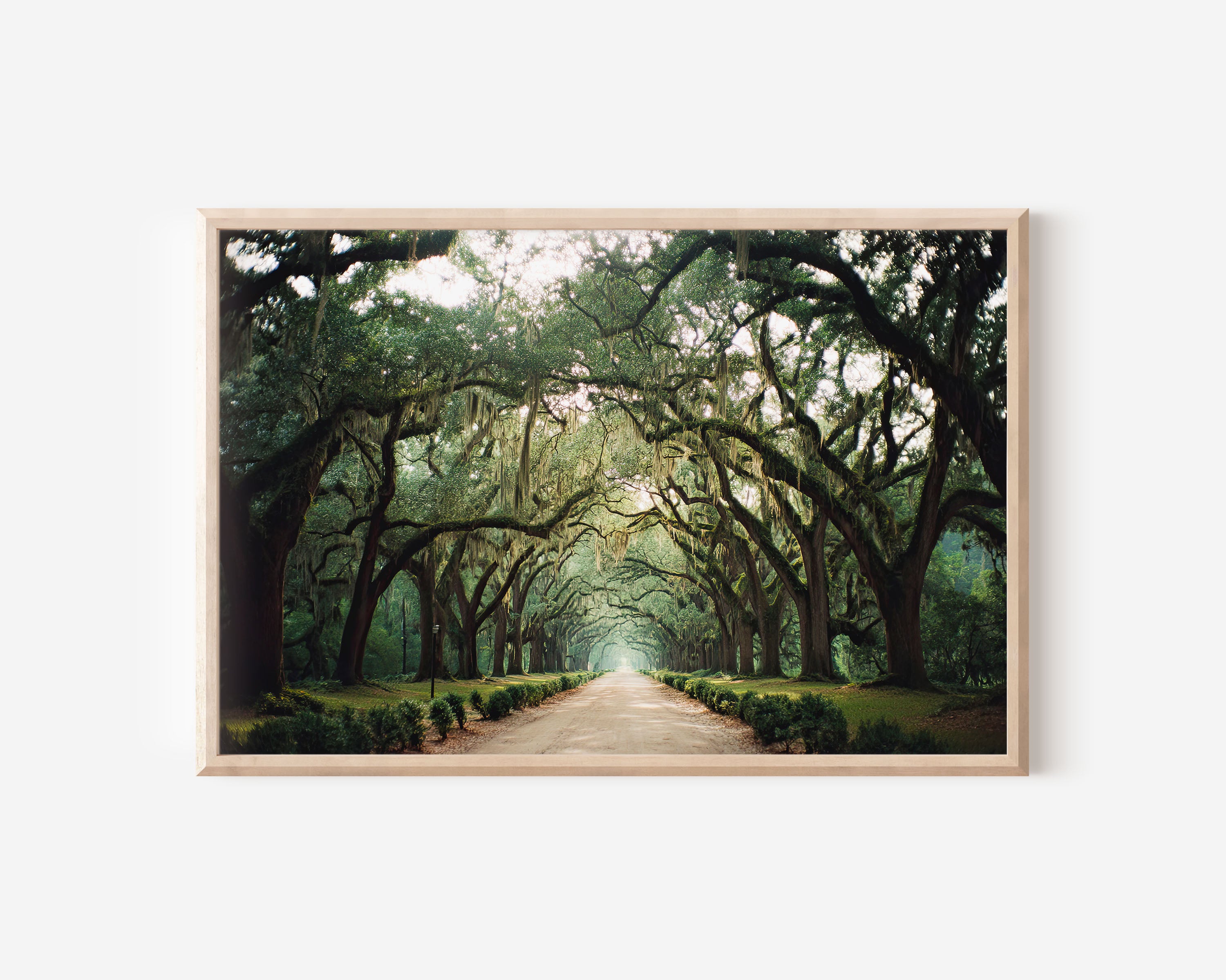 Wormsloe Avenue Savannah Wall Art