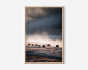 Yellowstone Bison Herd Mist Wall Art Print | Wyoming Wildlife Photography | Moody Landscape Poster | American West Nature Print | Dark Dramatic Home Decor