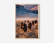 Yellowstone Bison Wall Art Print – American Wildlife Canvas & Framed Golden Hour Landscape Decor